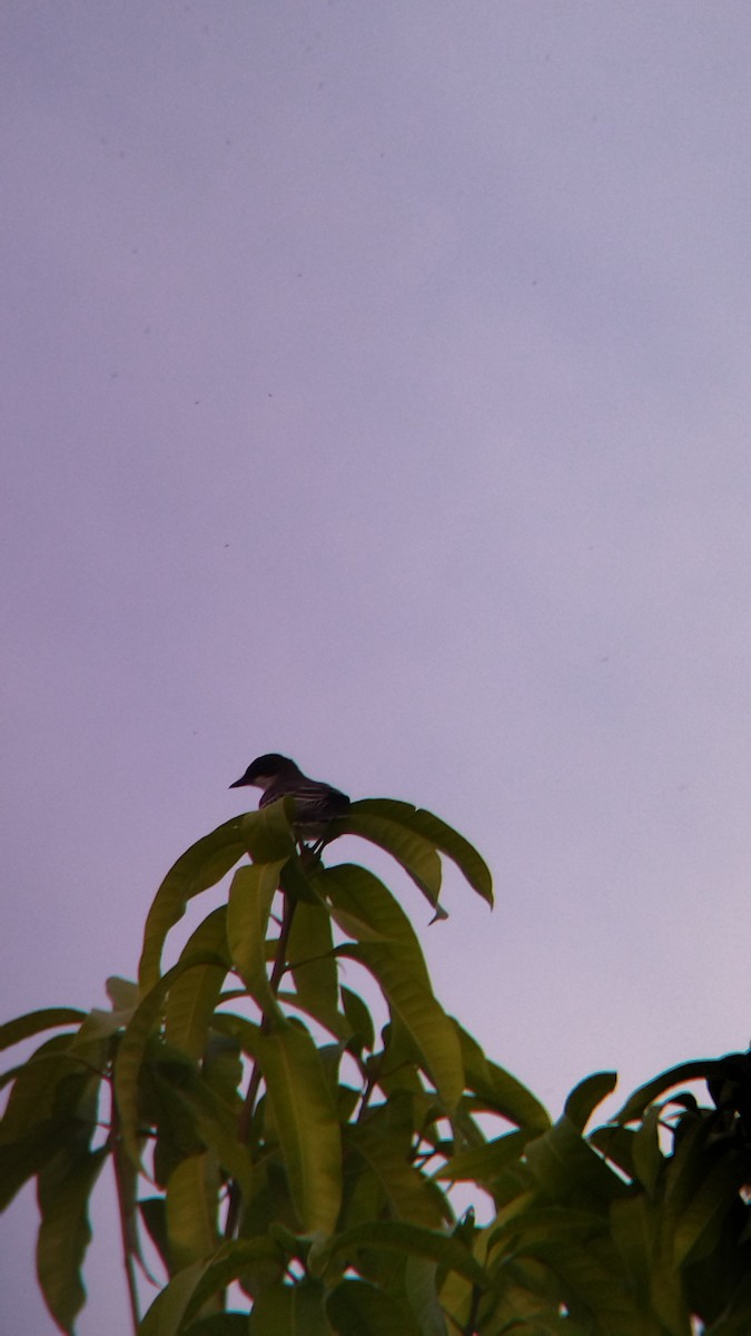 Tirano Oriental - ML645578119