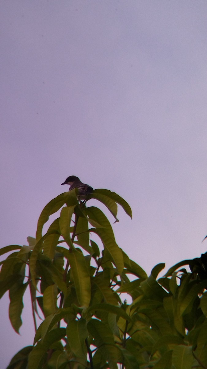 Tirano Oriental - ML645578122