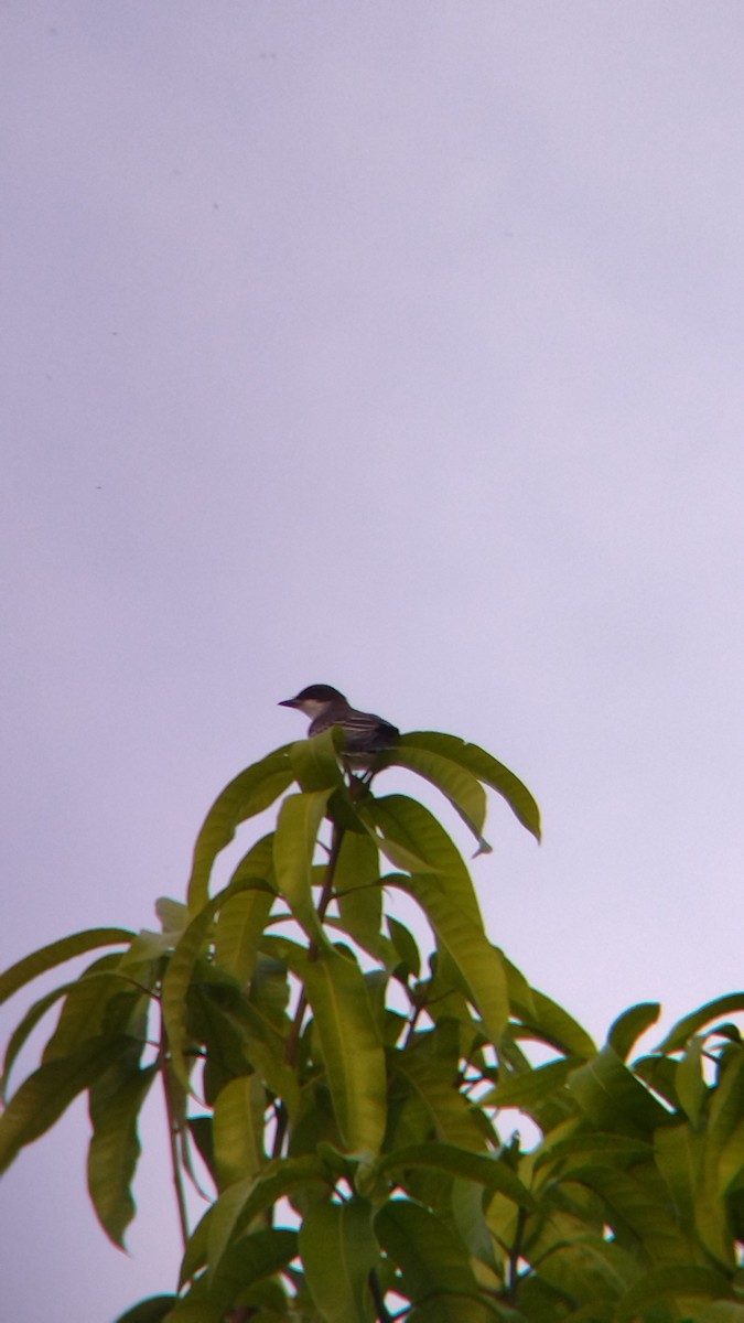 Tirano Oriental - ML645578123