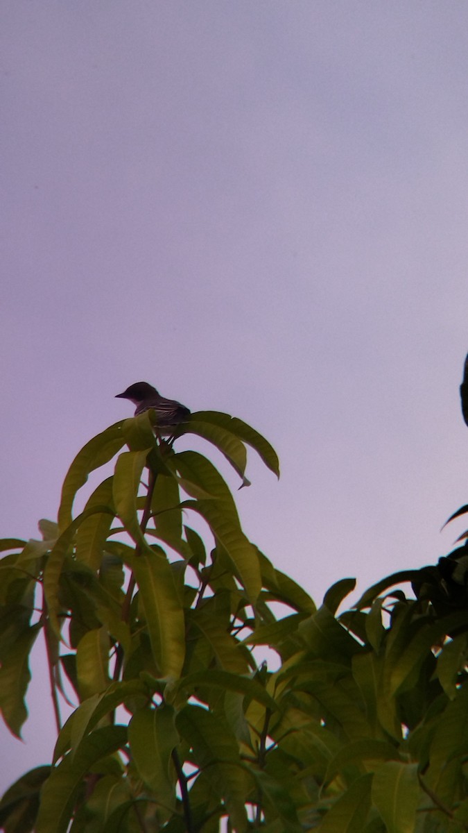 Tirano Oriental - ML645578124