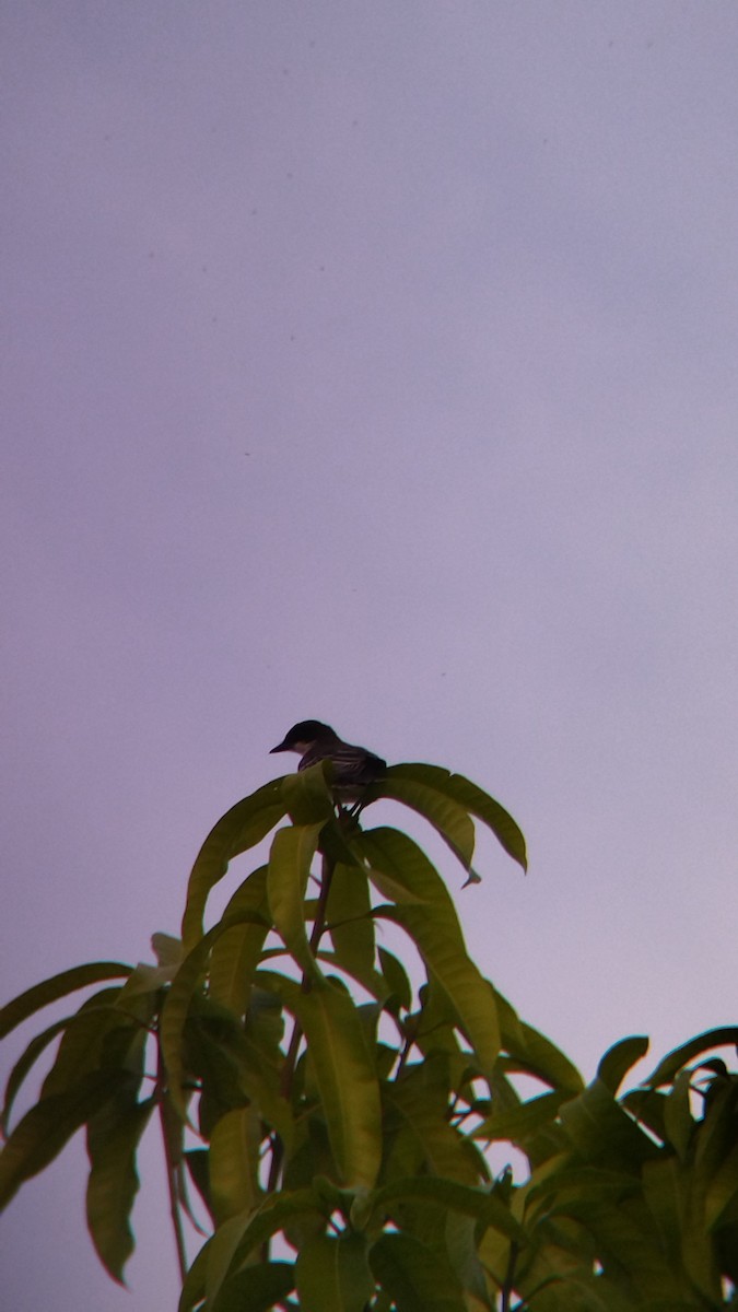 Tirano Oriental - ML645578126