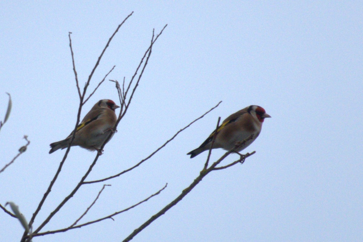 European Goldfinch - ML645578147
