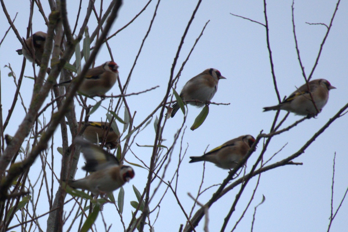 European Goldfinch - ML645578149