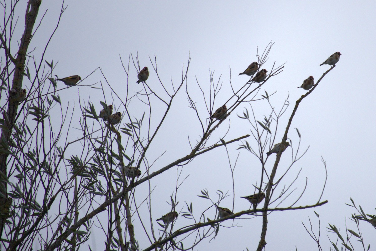 European Goldfinch - ML645578150