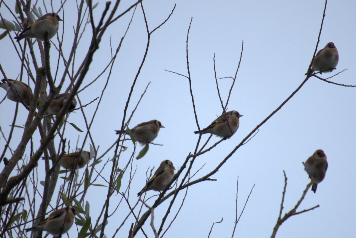 European Goldfinch - ML645578151