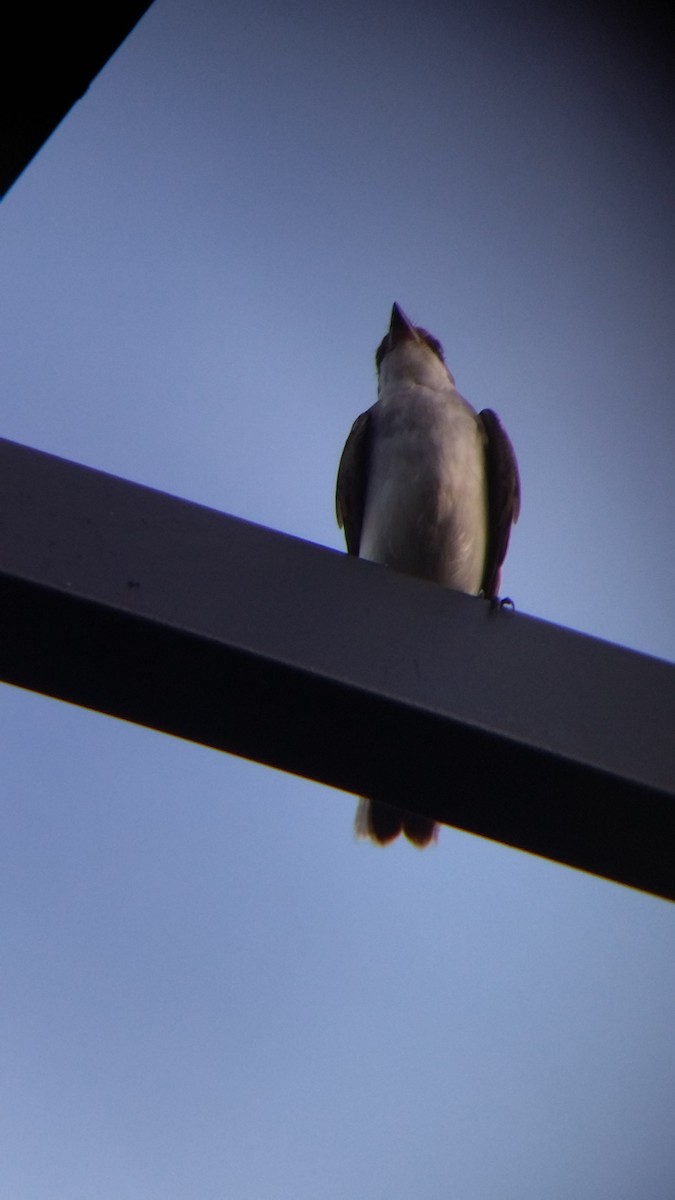 Tirano Oriental - ML645578164