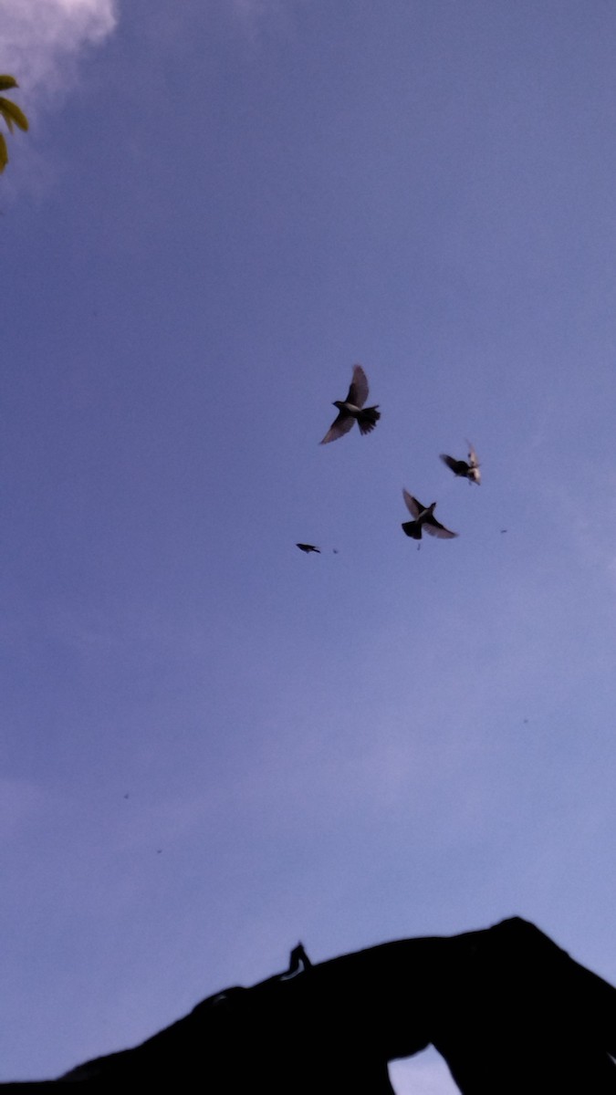 Tirano Oriental - ML645578165