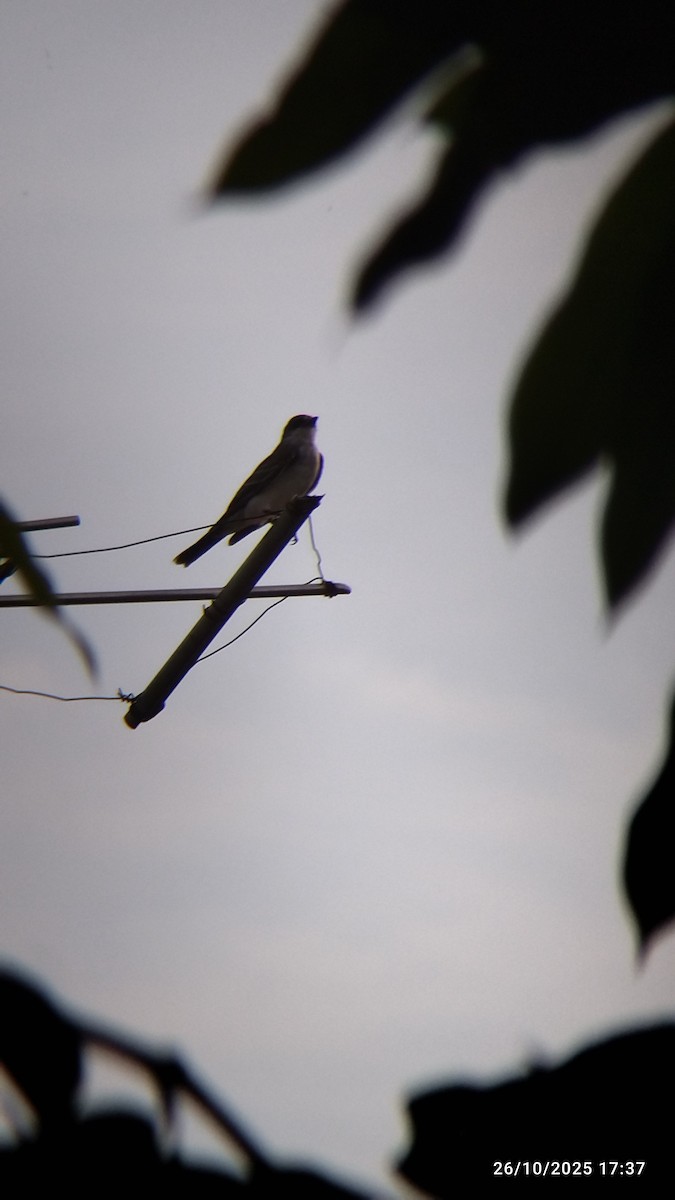 Tirano Oriental - ML645578166