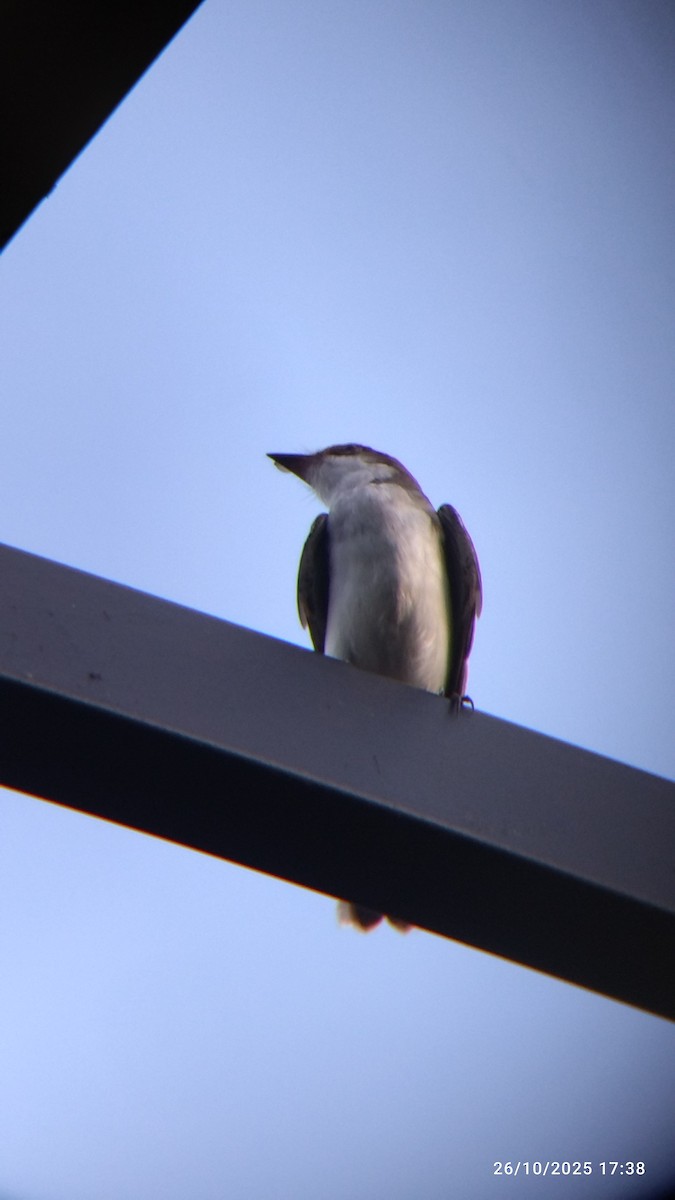 Tirano Oriental - ML645578167