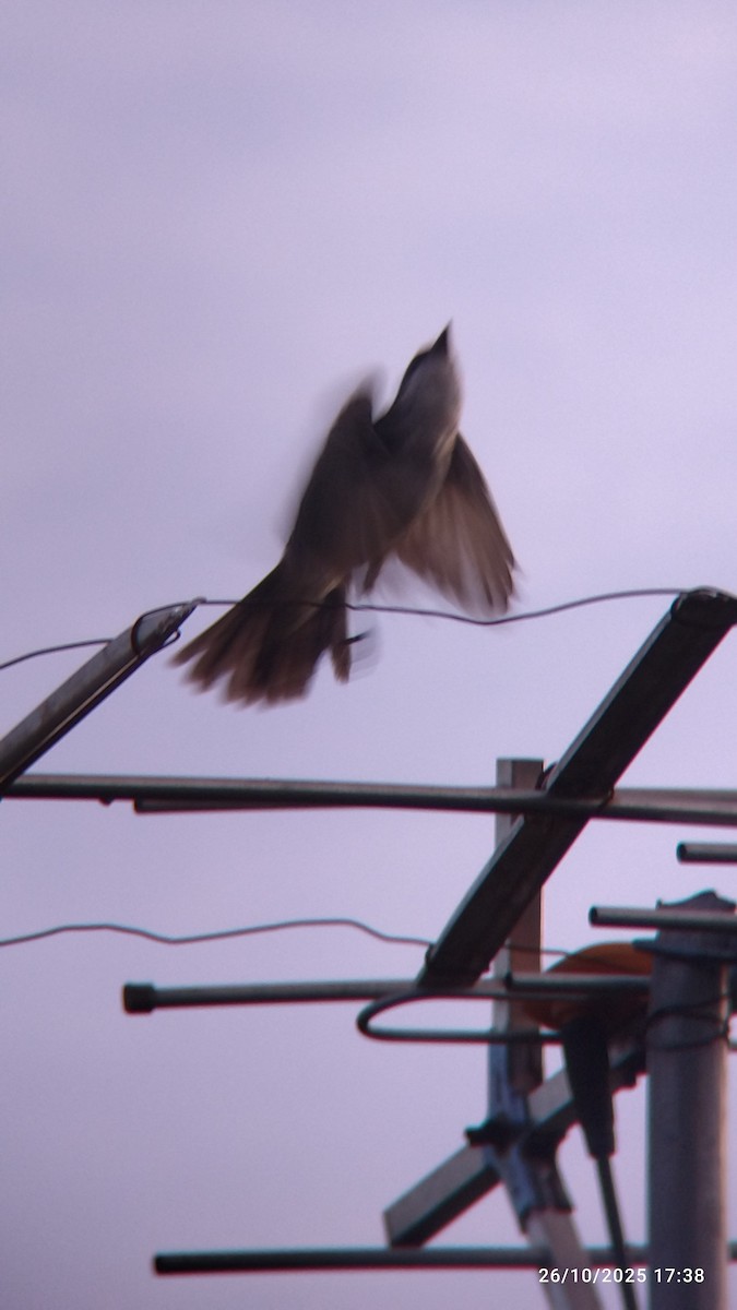 Tirano Oriental - ML645578168