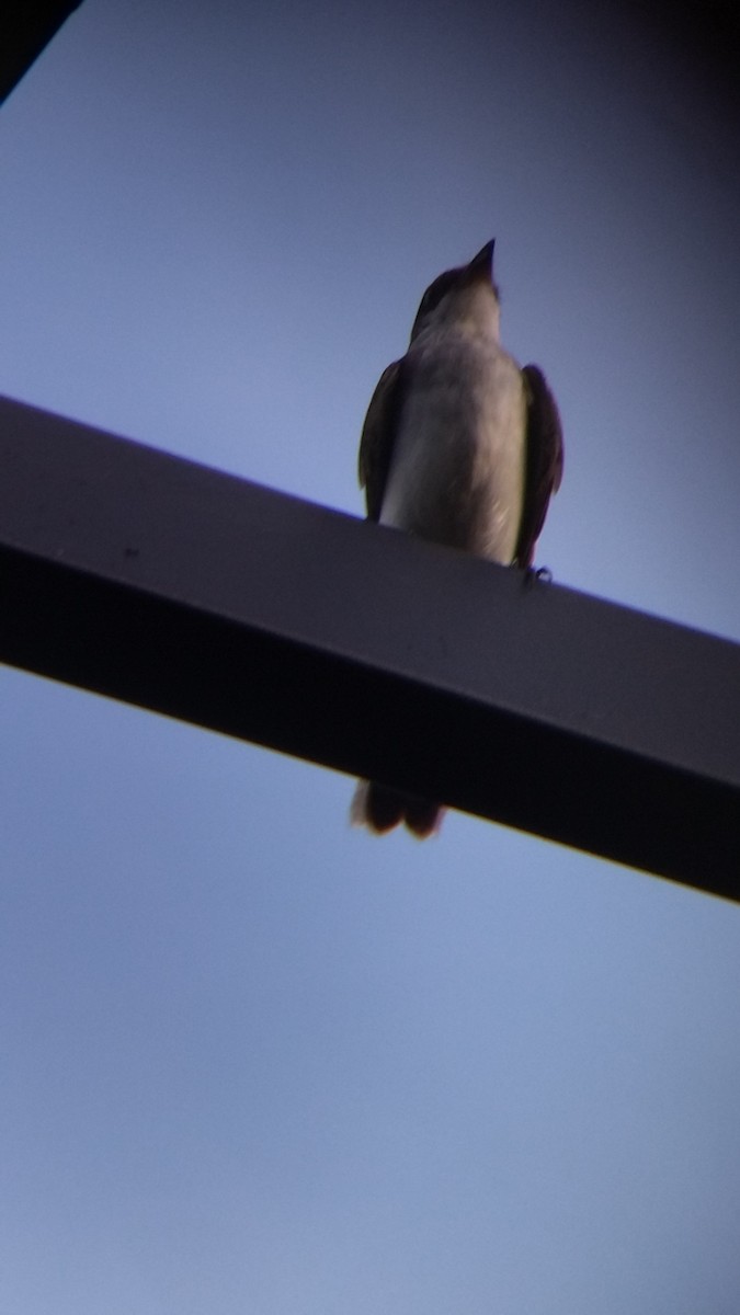 Tirano Oriental - ML645578169