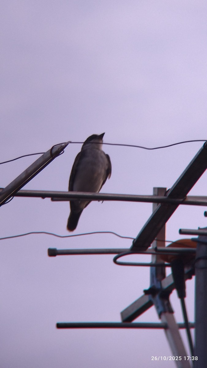 Tirano Oriental - ML645578170