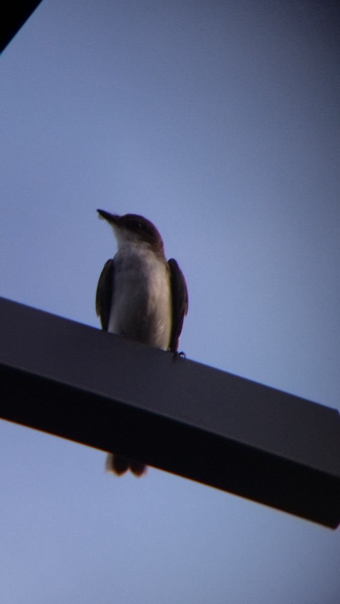 Tirano Oriental - ML645578171