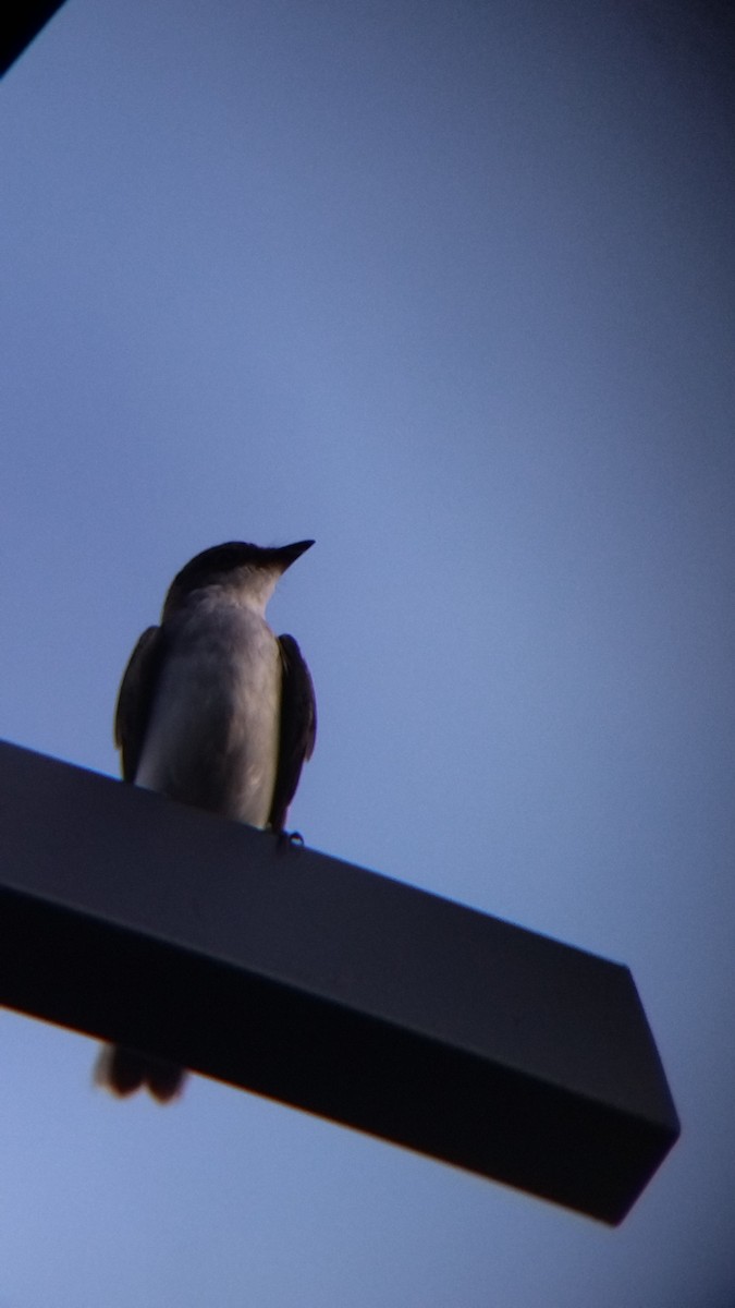 Tirano Oriental - ML645578172