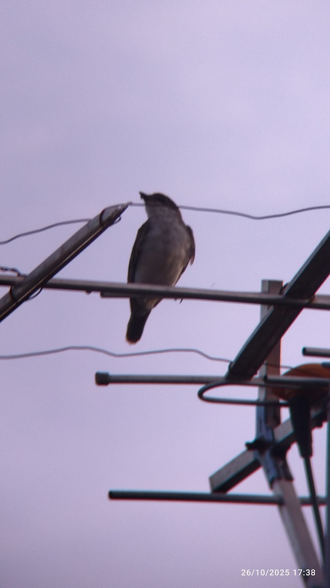 Tirano Oriental - ML645578174