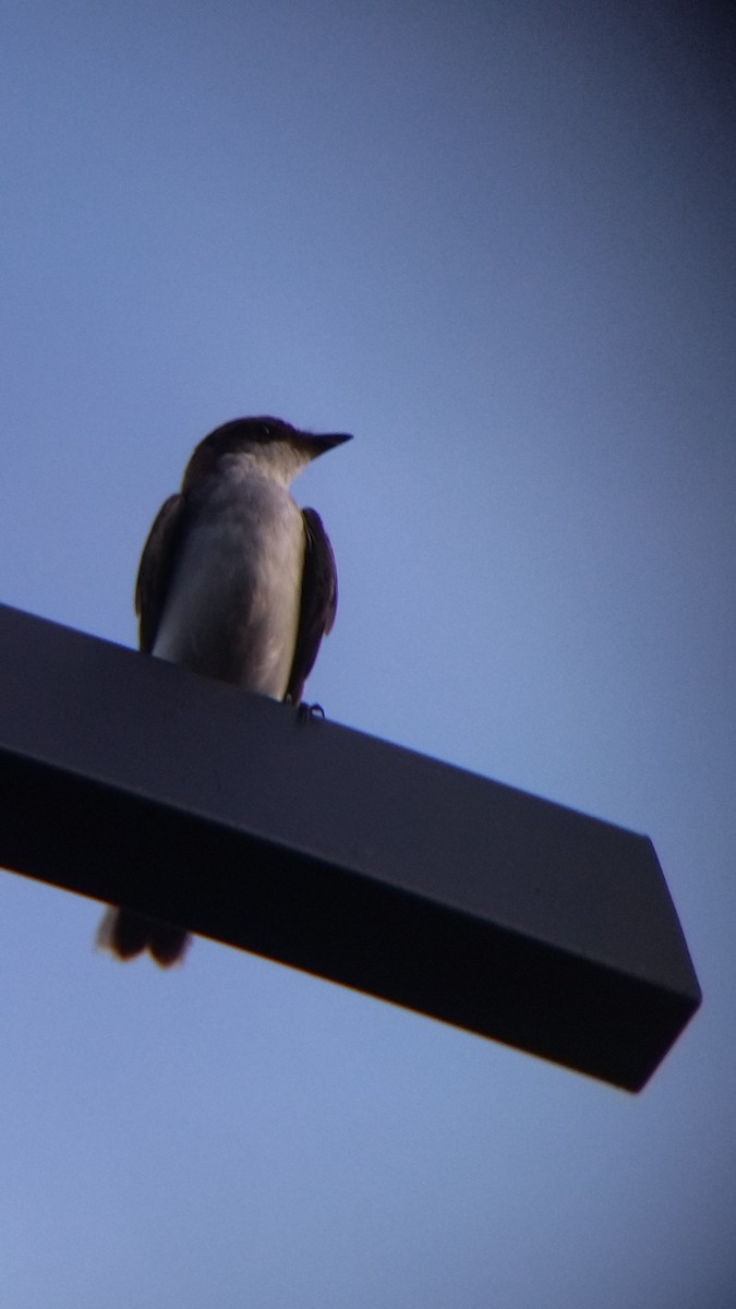 Tirano Oriental - ML645578175