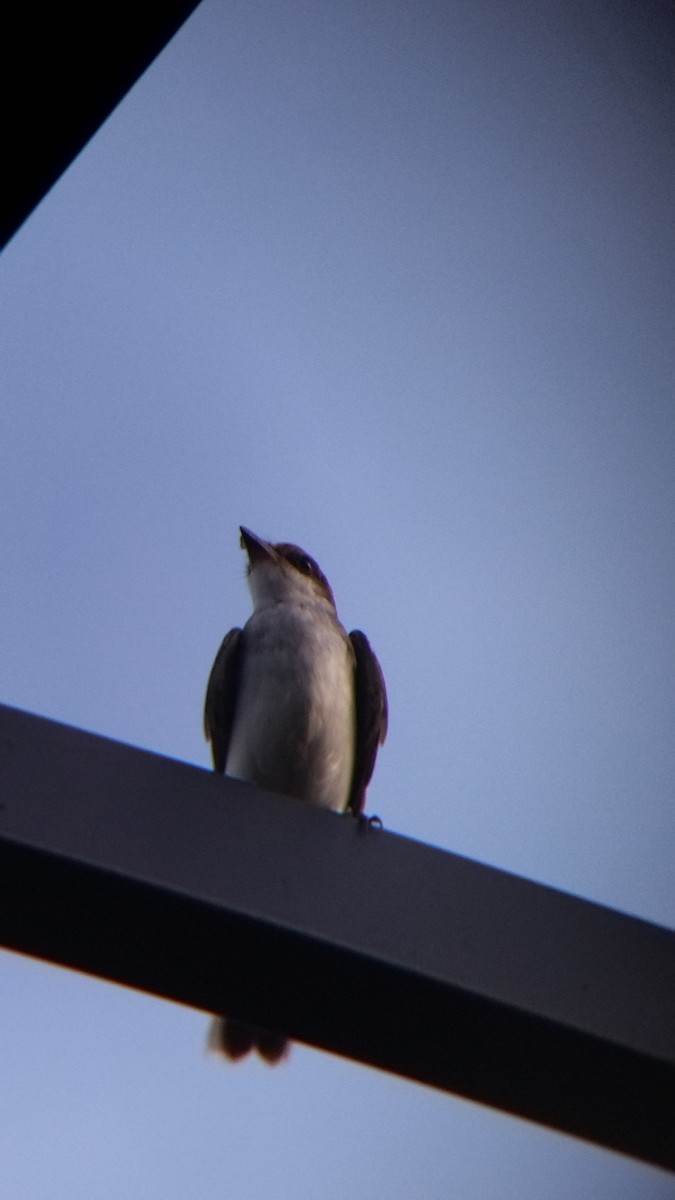 Tirano Oriental - ML645578176