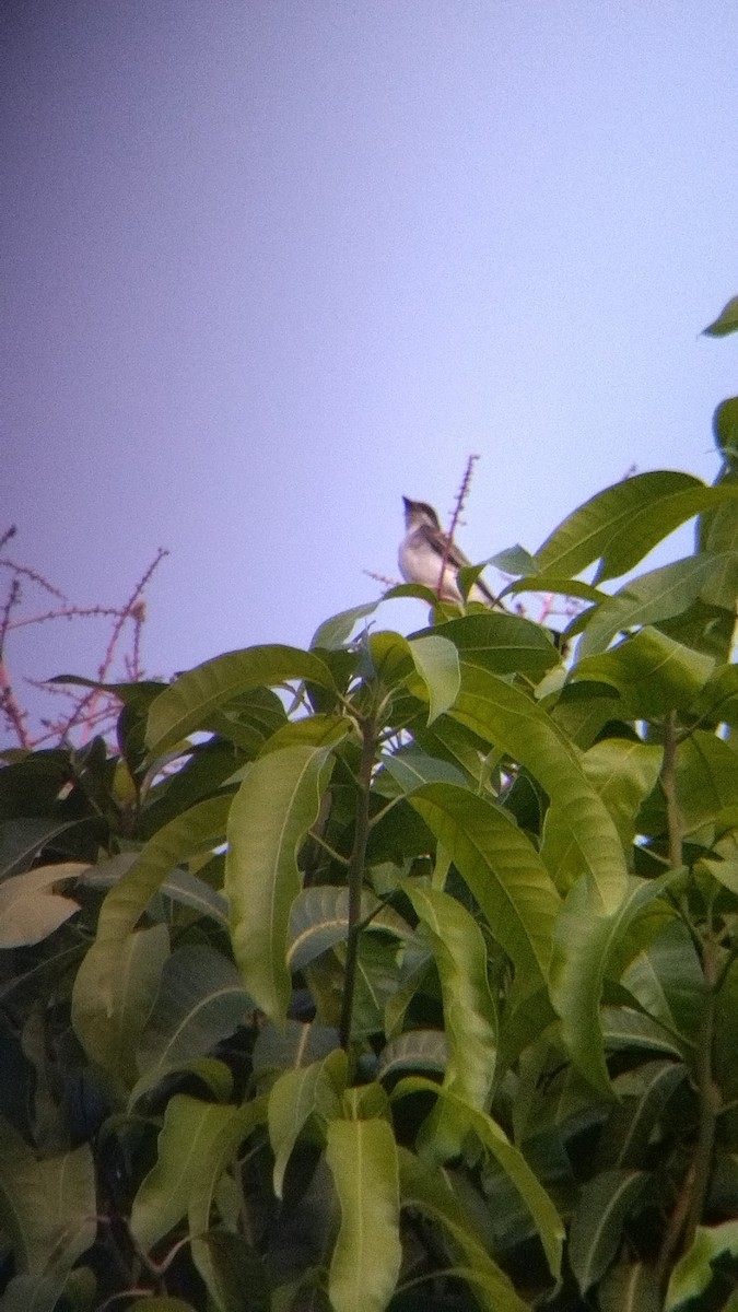 Tirano Oriental - ML645578177