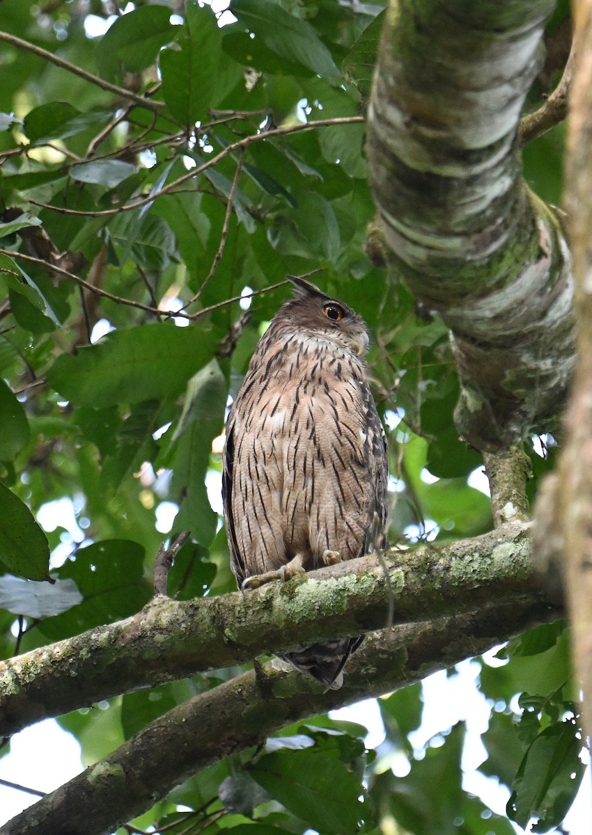 Grand-duc brun - ML645578183