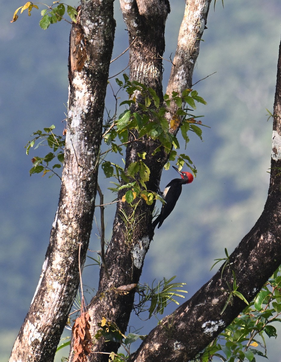 White-bellied Woodpecker - ML645578195