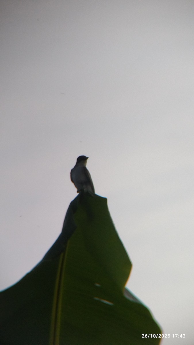 Tirano Oriental - ML645578197