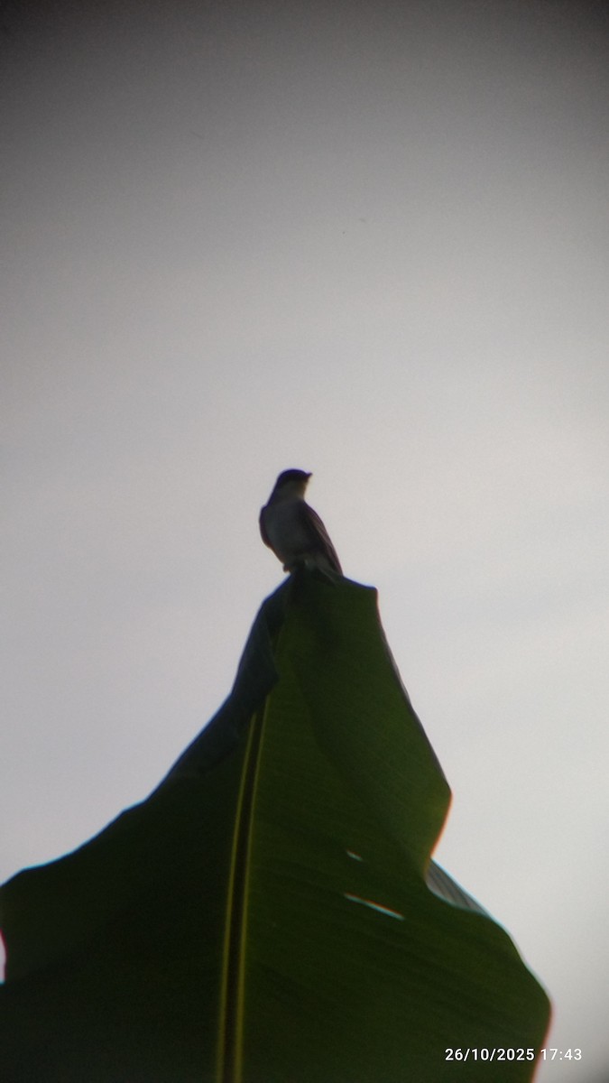 Tirano Oriental - ML645578199