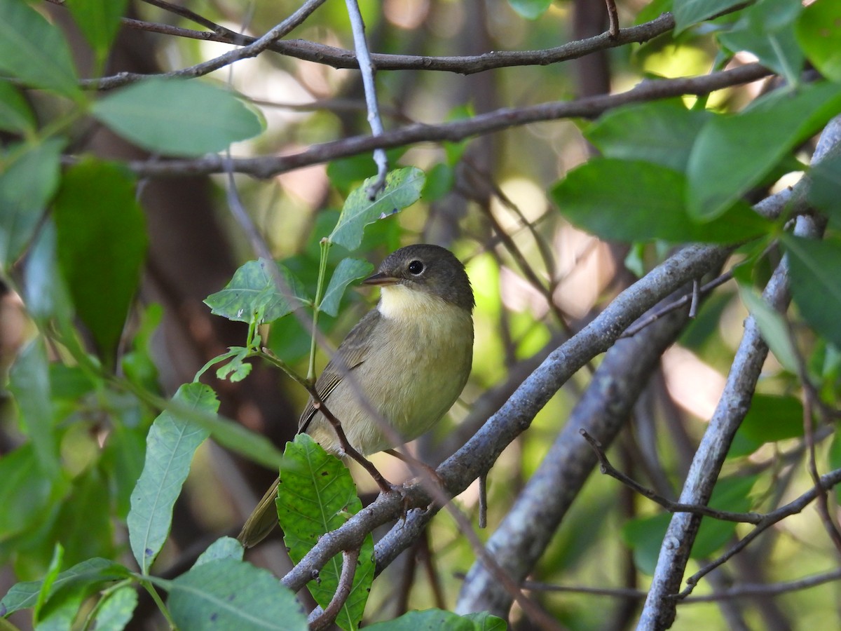 צהוב-גרון - ML645578215