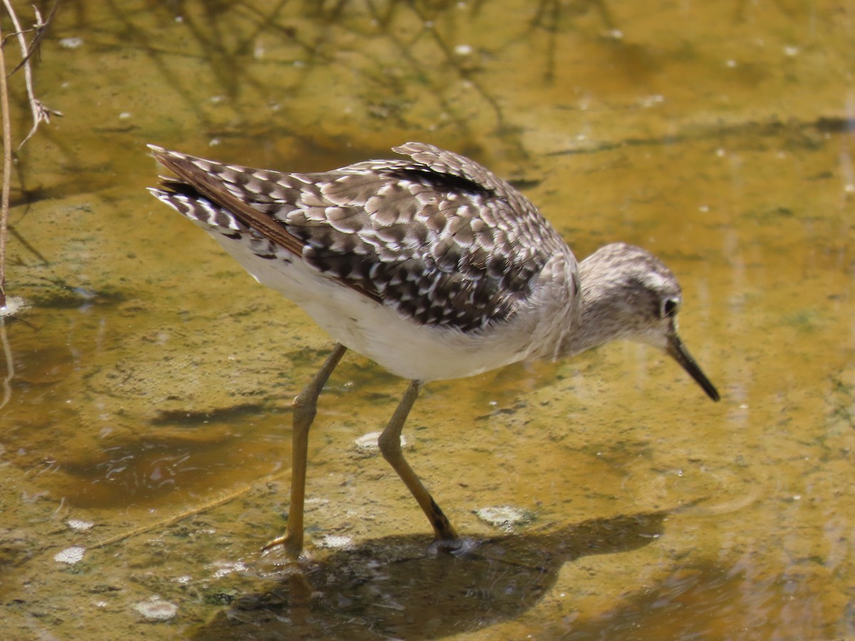 vodouš bahenní - ML645578217