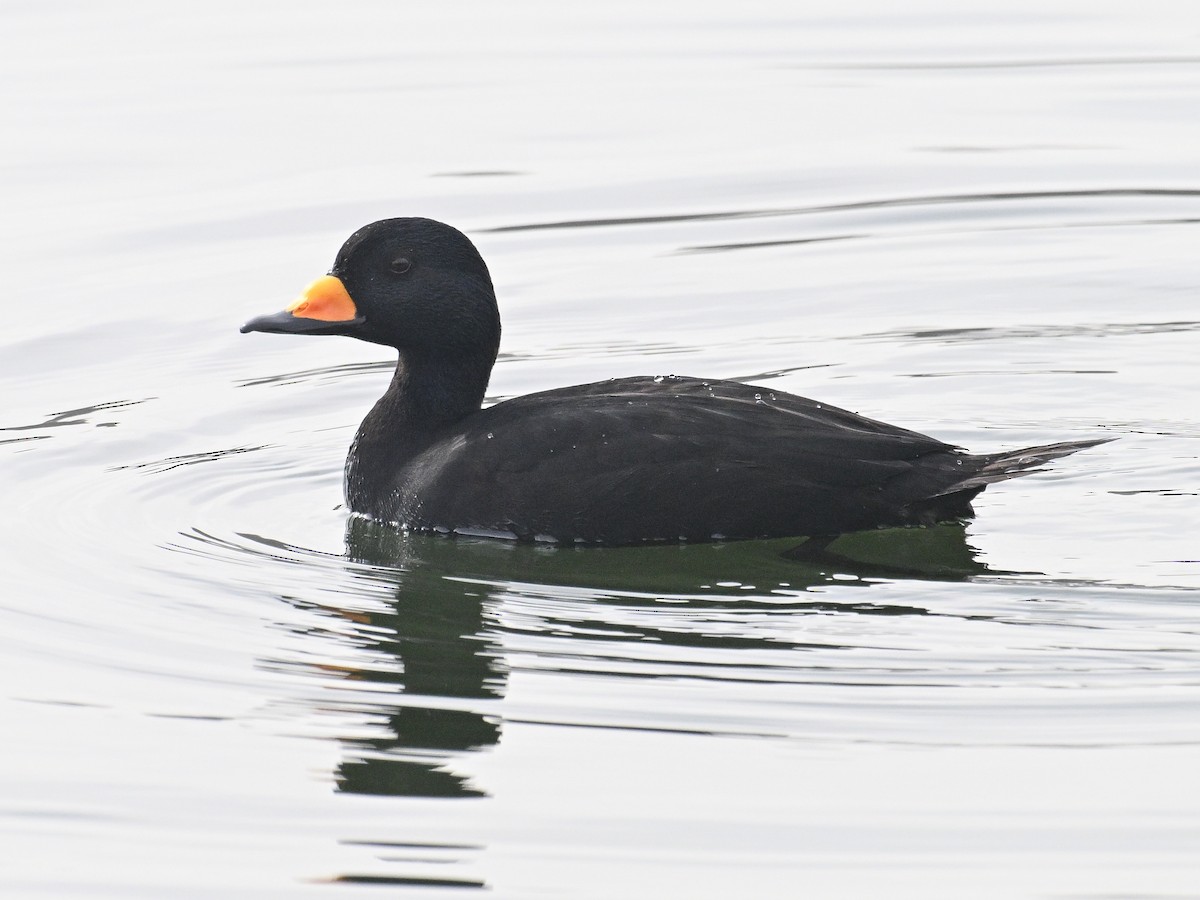 amerikasvartand - ML645578221