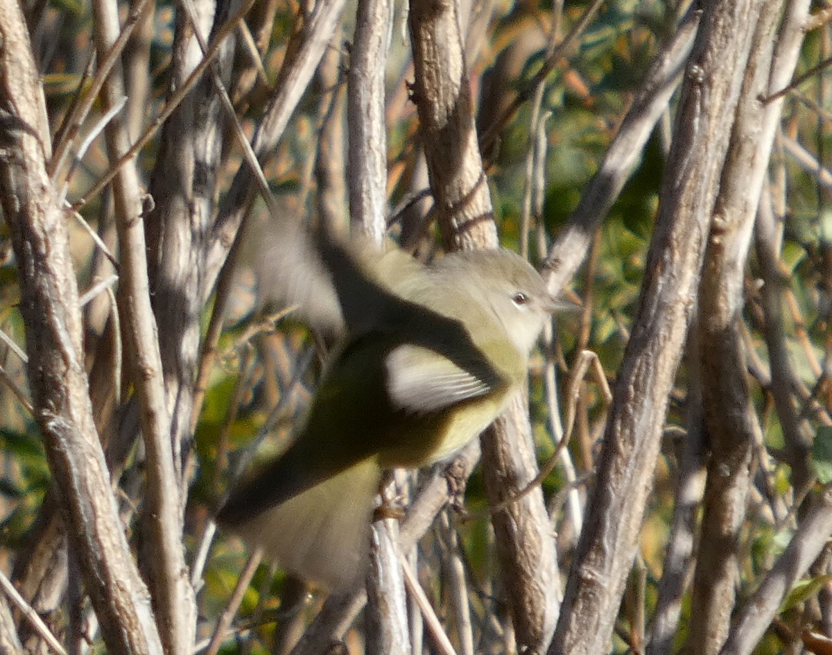 Orange-crowned Warbler - ML645578222