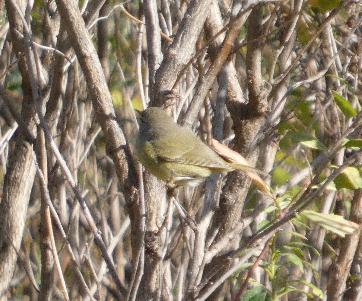 Orange-crowned Warbler - ML645578223