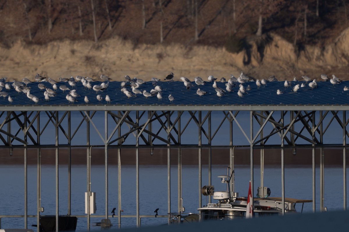Lesser Black-backed Gull - ML645578226