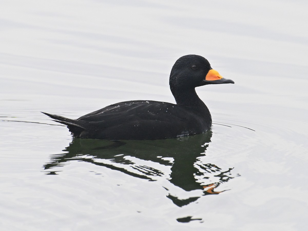 amerikasvartand - ML645578228