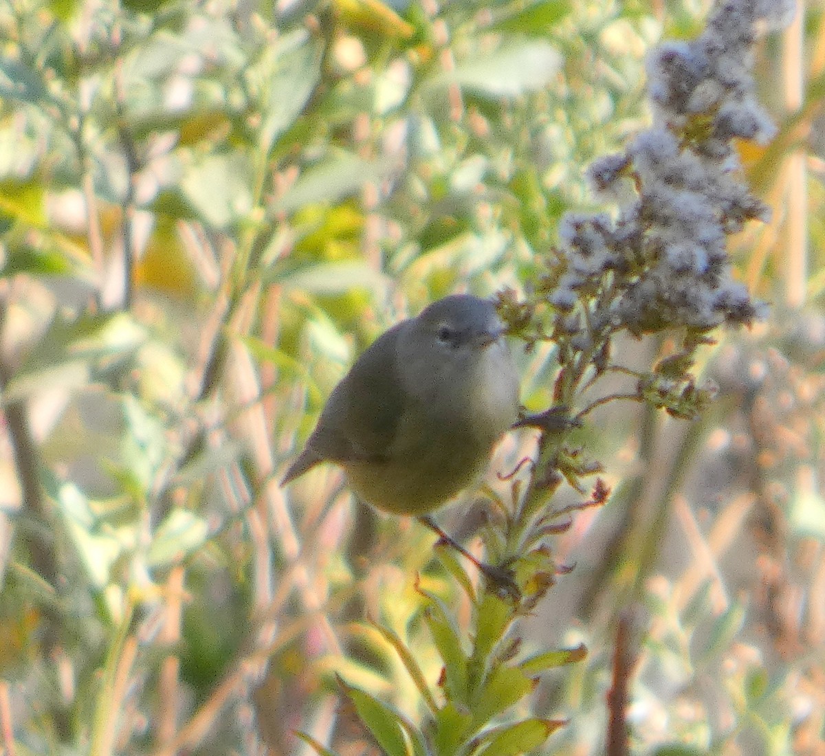 Orange-crowned Warbler (Gray-headed) - ML645578232