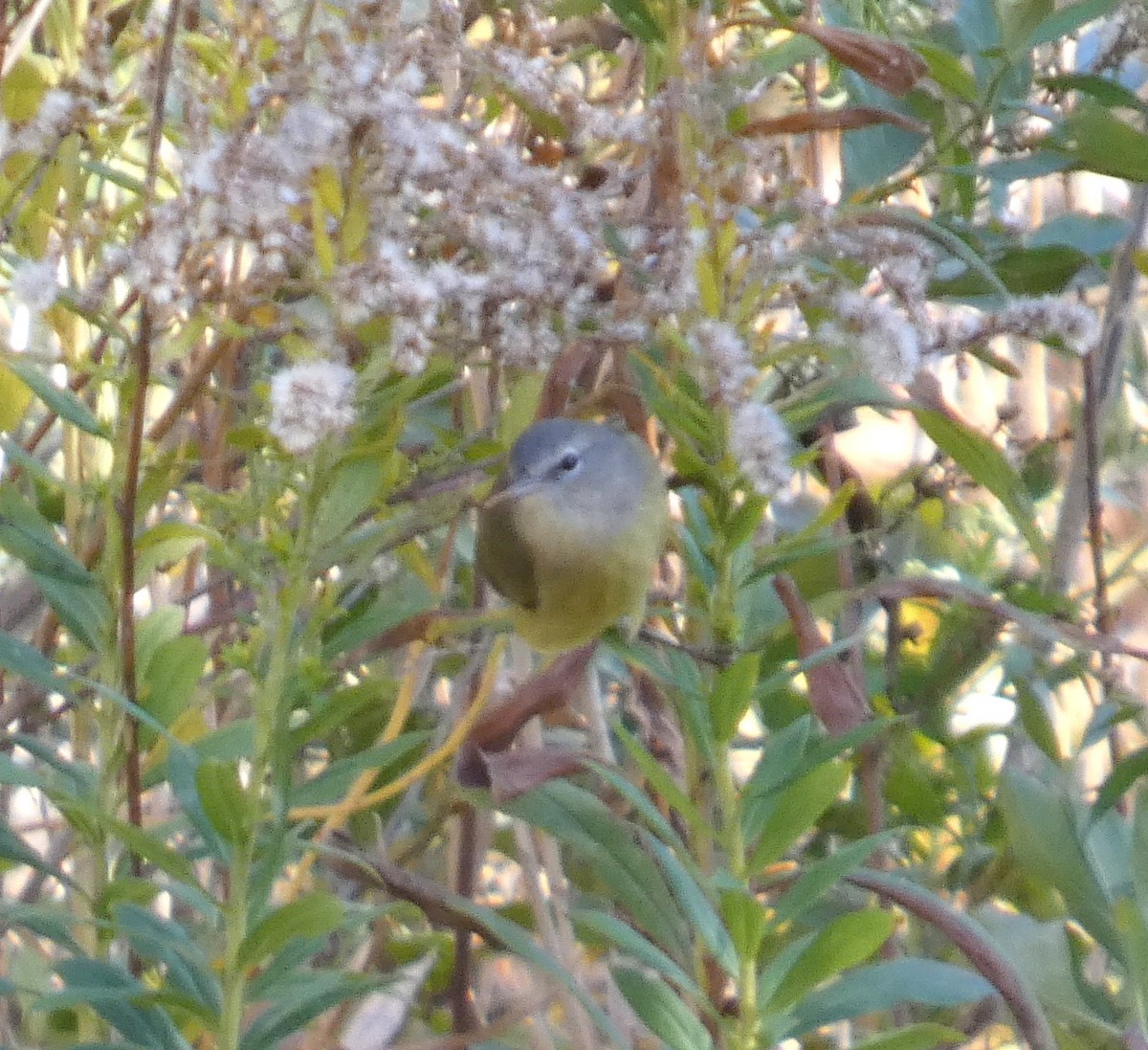 Orange-crowned Warbler (Gray-headed) - ML645578233