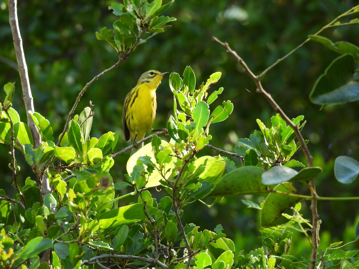 סבכון ערבות - ML645578236