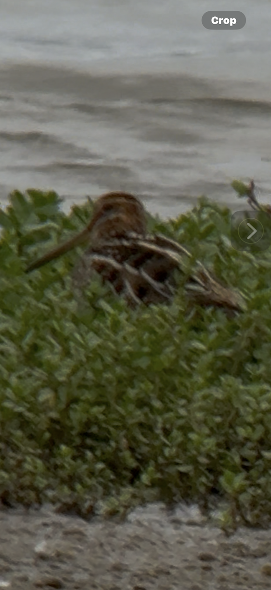 Wilson's Snipe - ML645578237