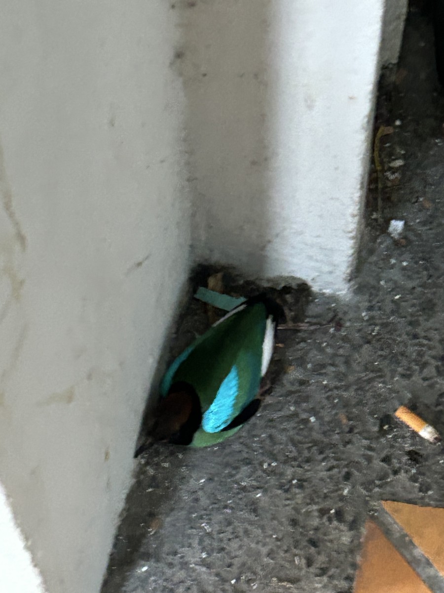 hettepitta - ML645578241