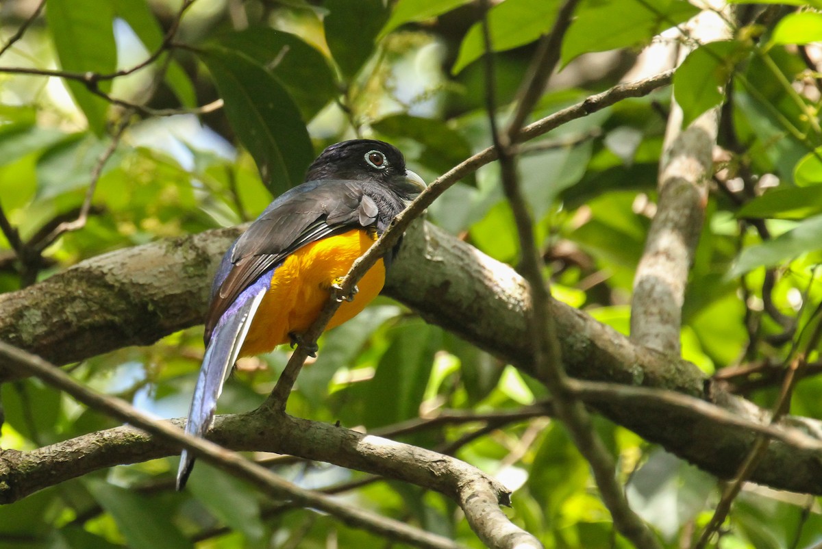 Green-backed Trogon - ML645578253
