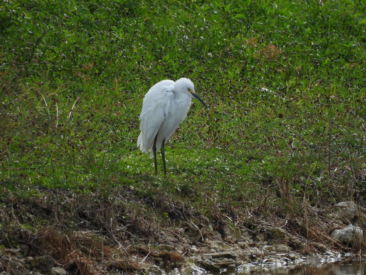לבנית אמריקנית - ML645578259