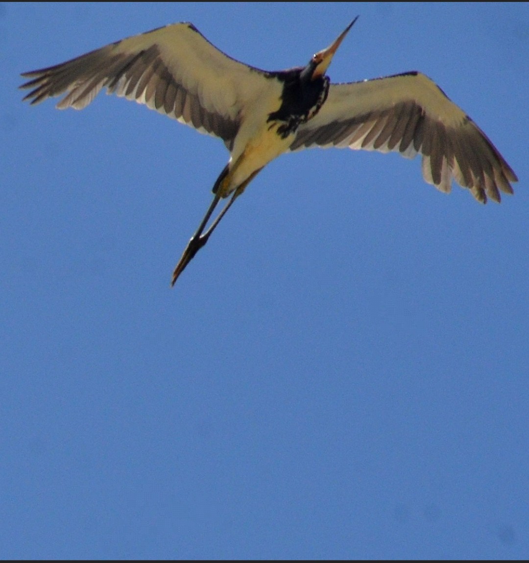 volavka tříbarvá - ML645578268