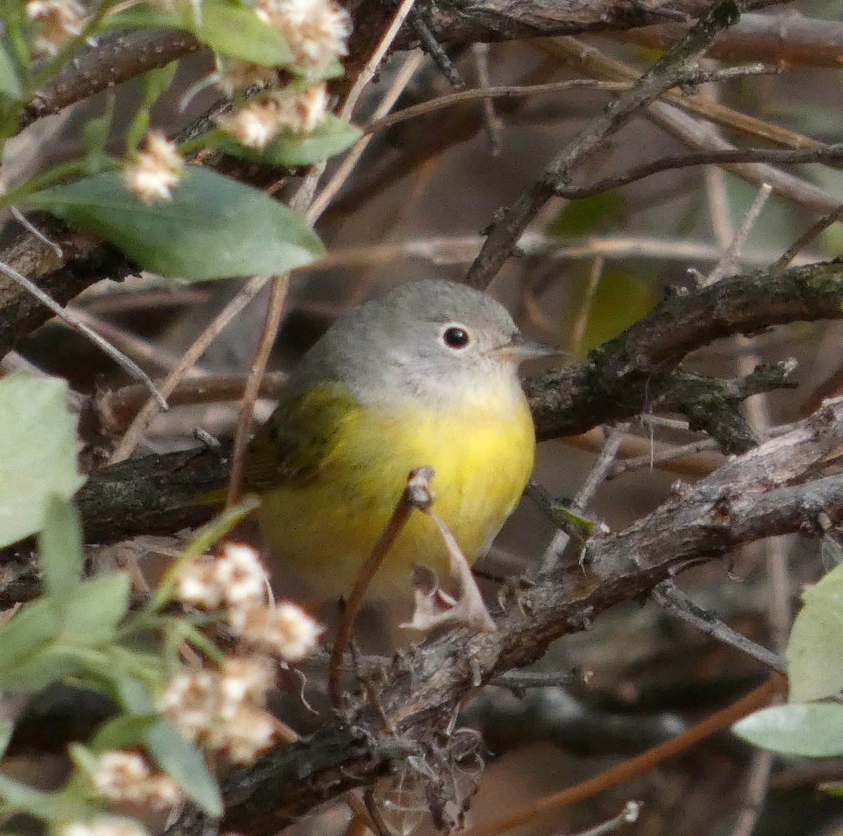 Nashville Warbler - ML645578269