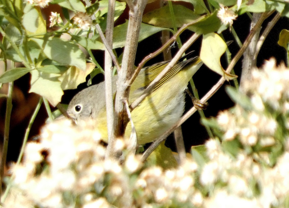 Nashville Warbler - ML645578270