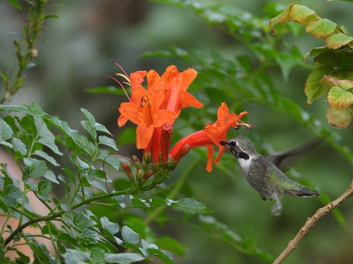 Costa's Hummingbird - ML645578275