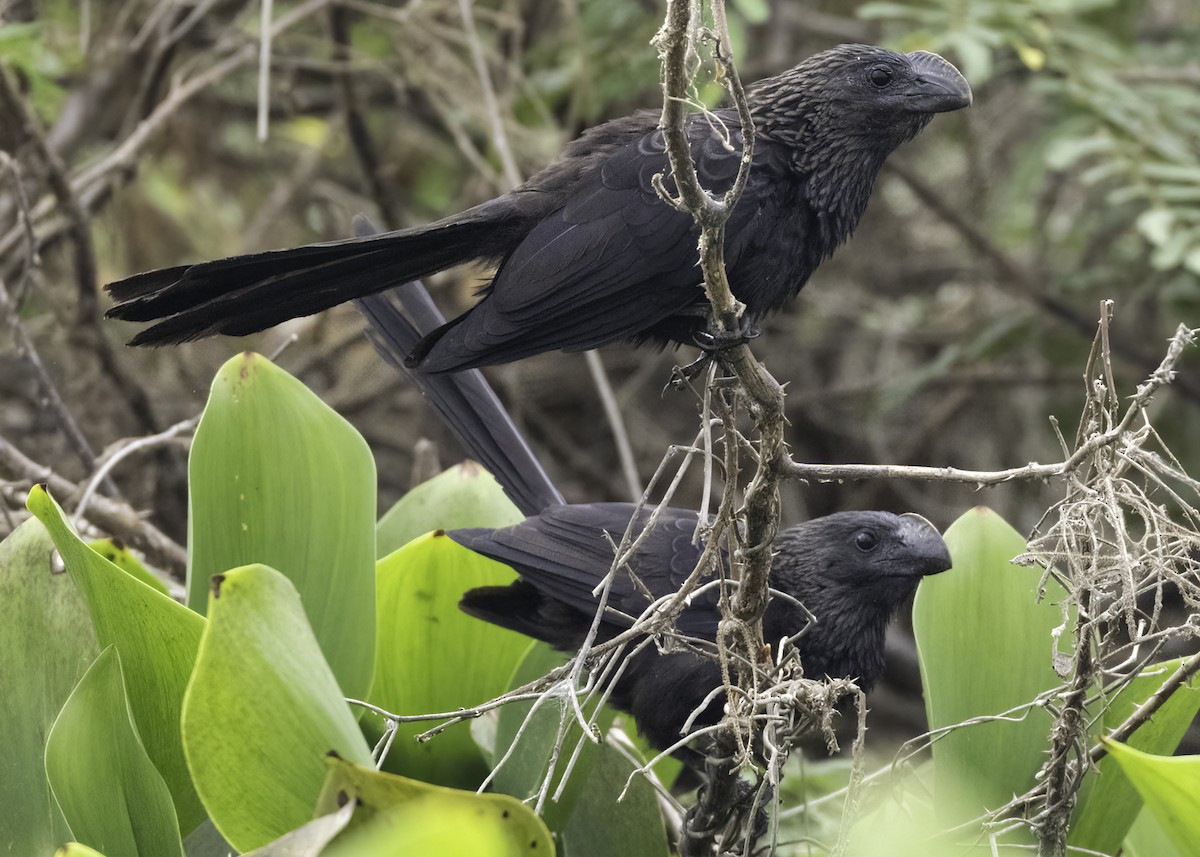 Ані товстодзьобий - ML645578280