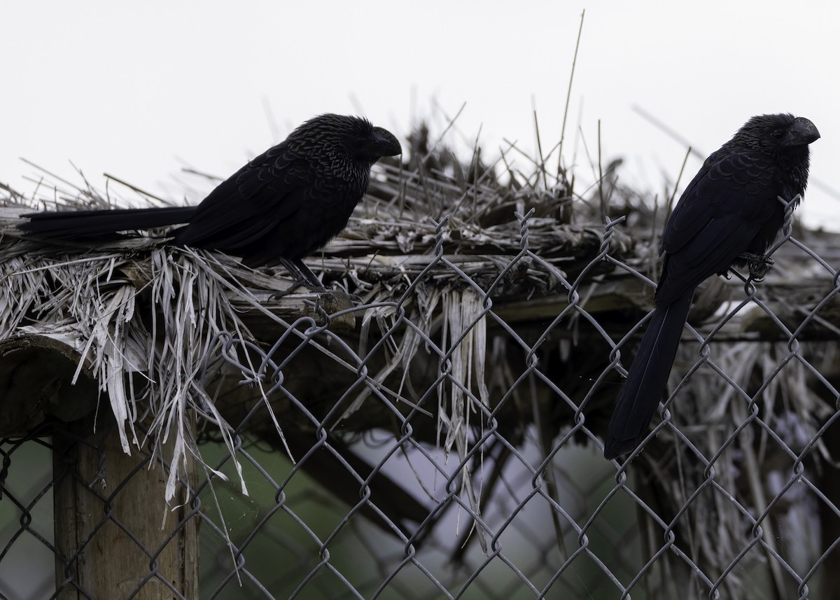 Ані товстодзьобий - ML645578283