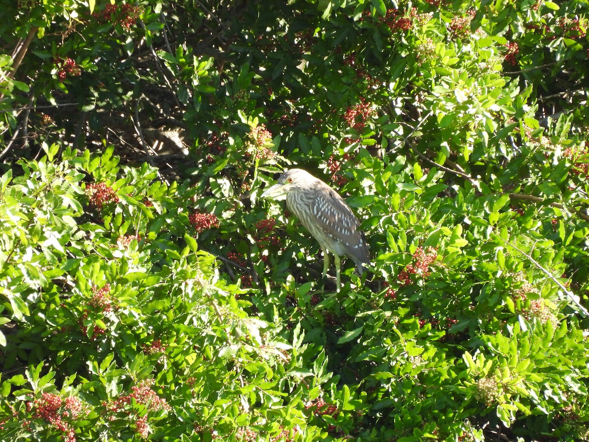 Black-crowned Night Heron - ML645578286
