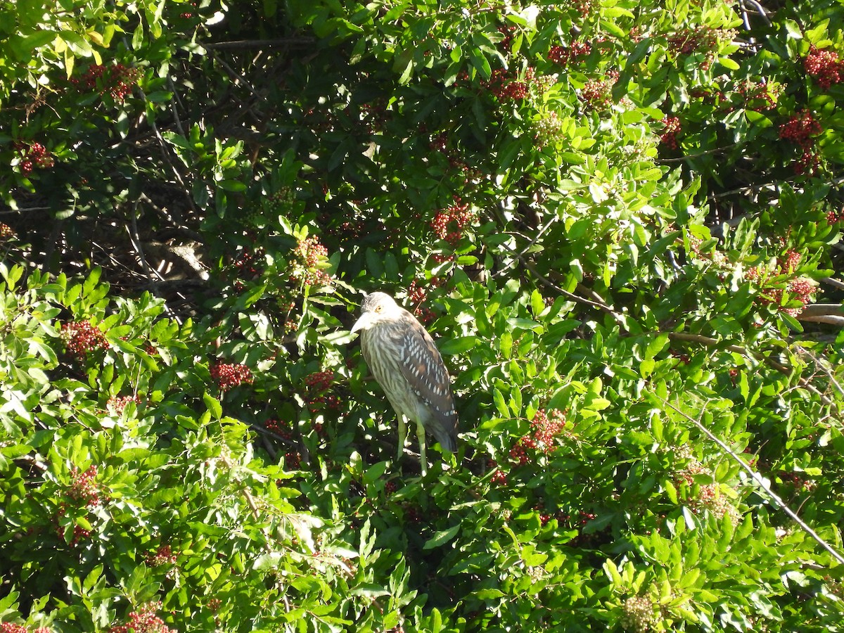Black-crowned Night Heron - ML645578288