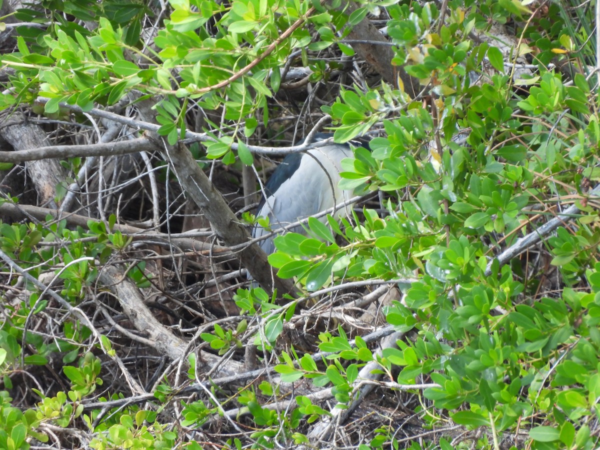 Black-crowned Night Heron - ML645578289