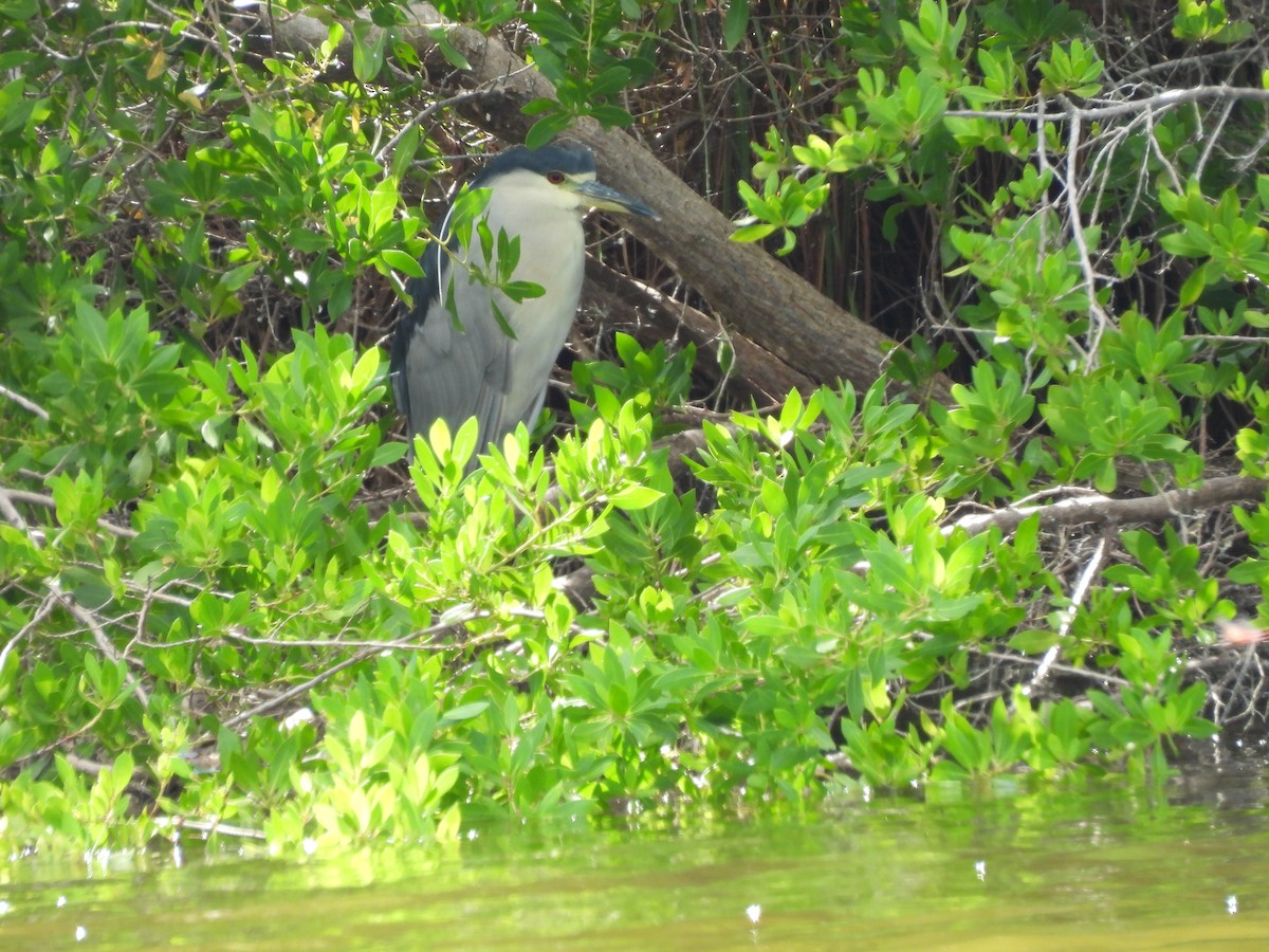 Black-crowned Night Heron - ML645578290